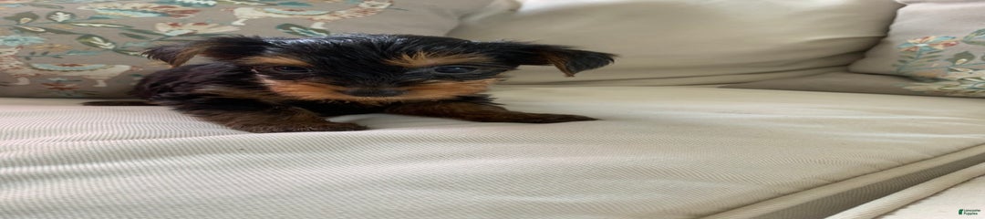 Arlo