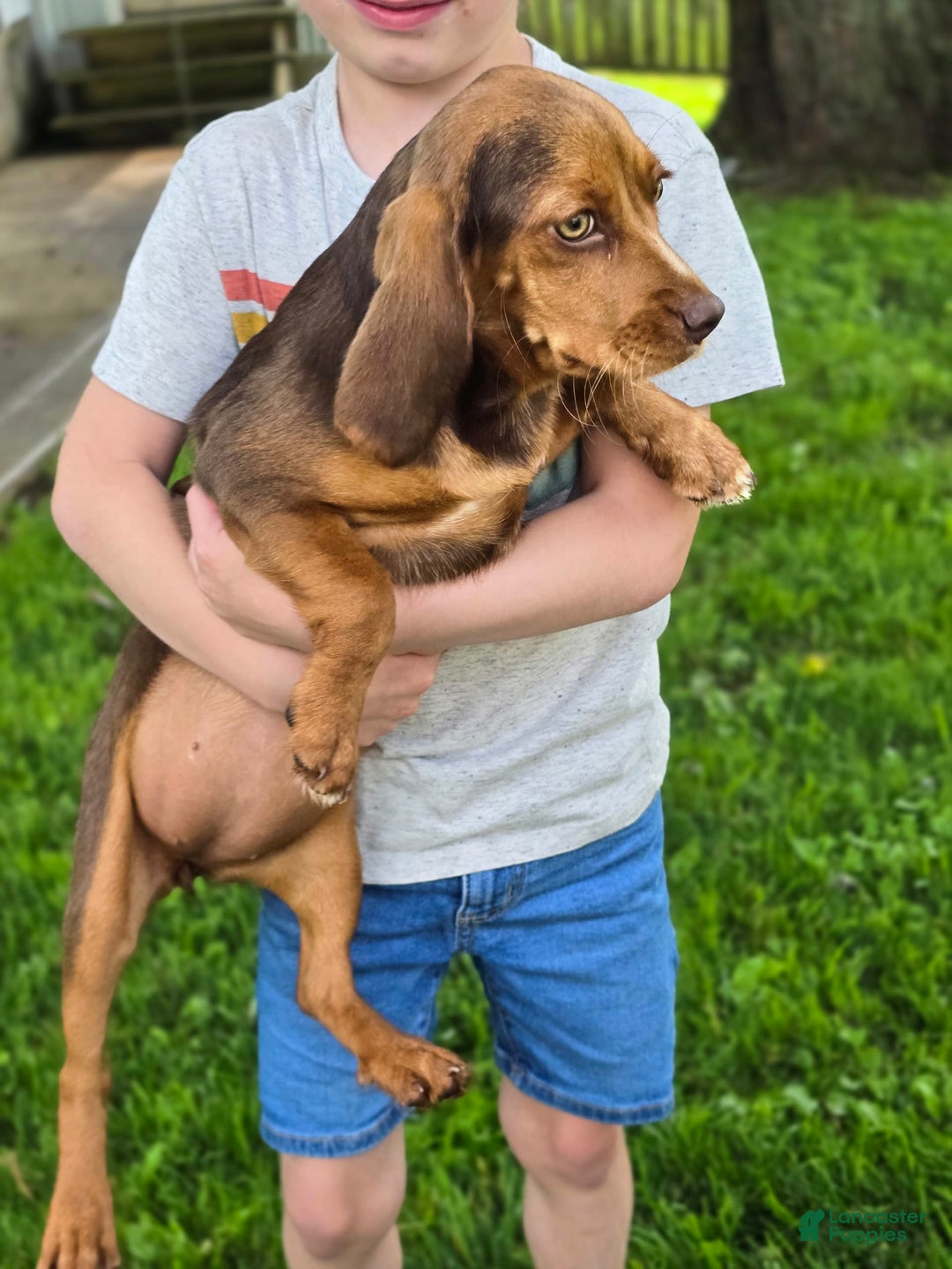 Beaglier dogs for sale: Wren - Image 2