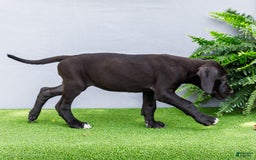 Great Dane dogs for sale: Krista - Image 9