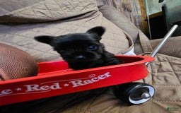 Yorkshire Terrier dogs for sale: Ziggy - Image 8