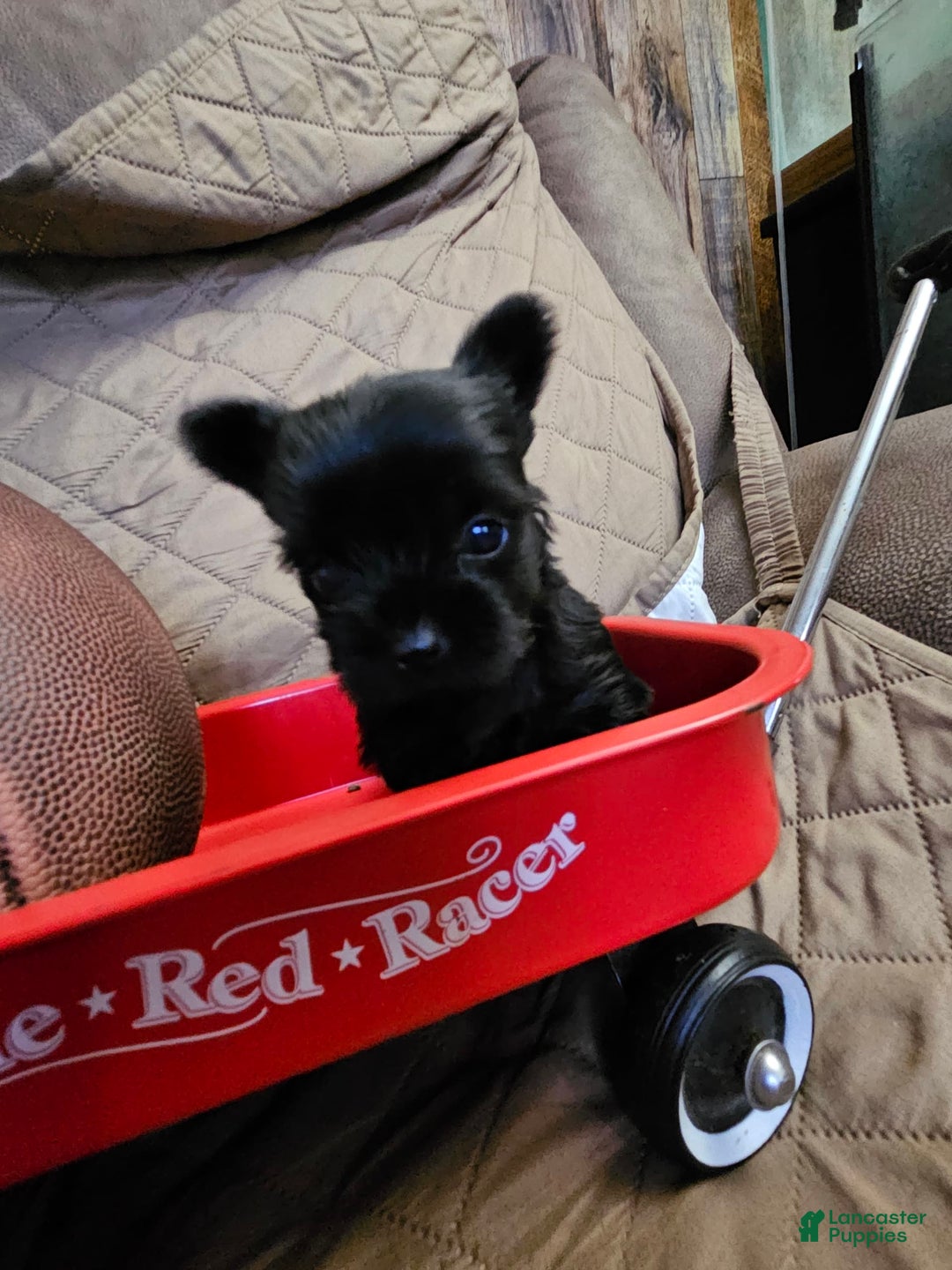 Yorkshire Terrier dogs for sale: Ziggy - Image 8