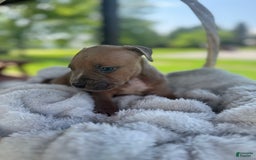 American Bully dogs for sale: Tip - Image 2