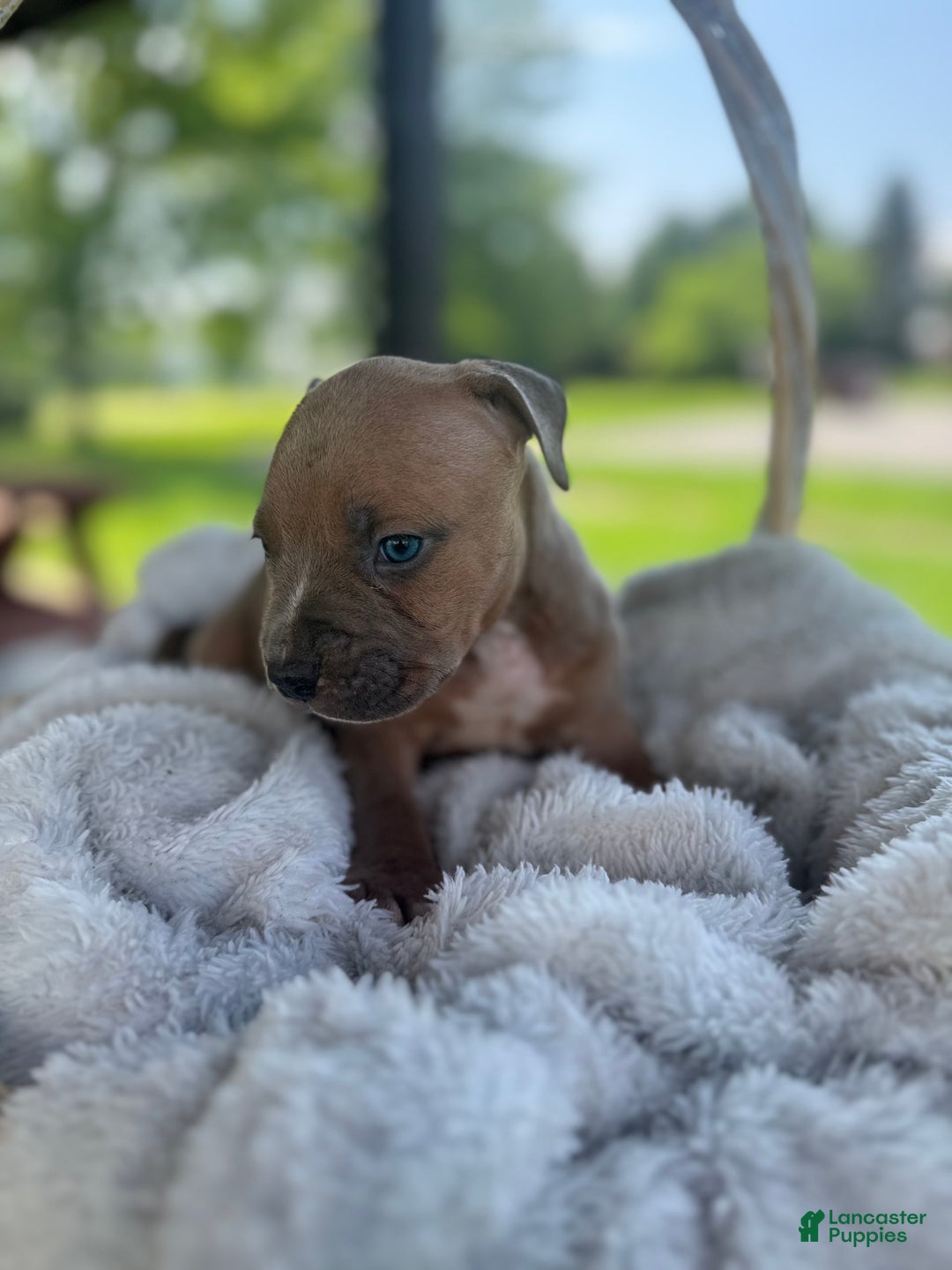 American Bully dogs for sale: Tip - Image 2