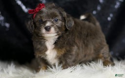 Mini Goldendoodle dogs for sale: Colleen - Image 2