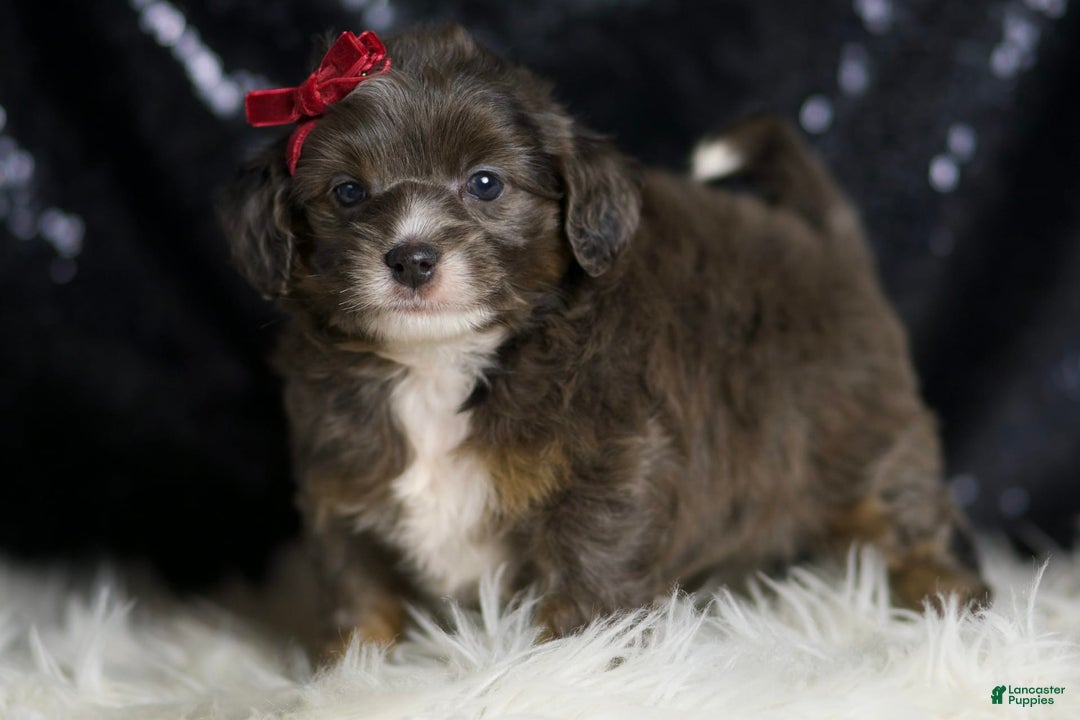 Mini Goldendoodle dogs for sale: Colleen - Image 2