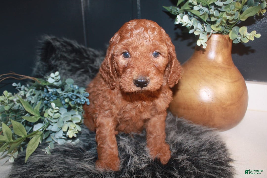 Mini Goldendoodle dogs for sale: Teddy - Image 2