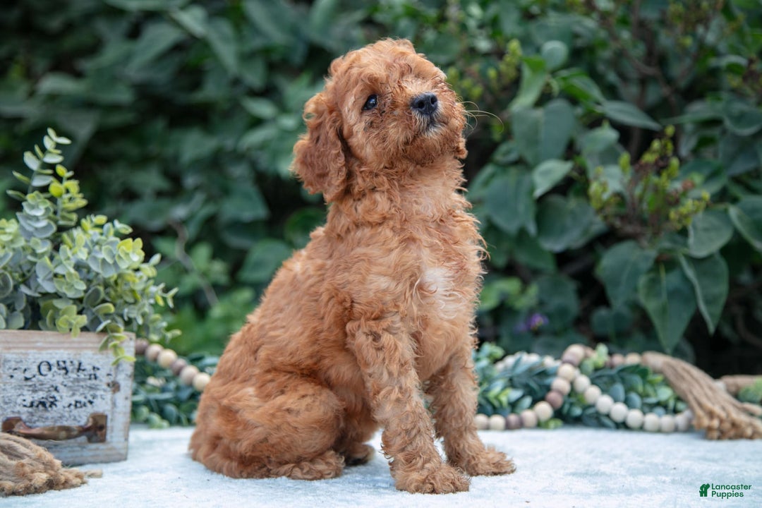Mini Goldendoodle dogs for sale: Sally - Image 2