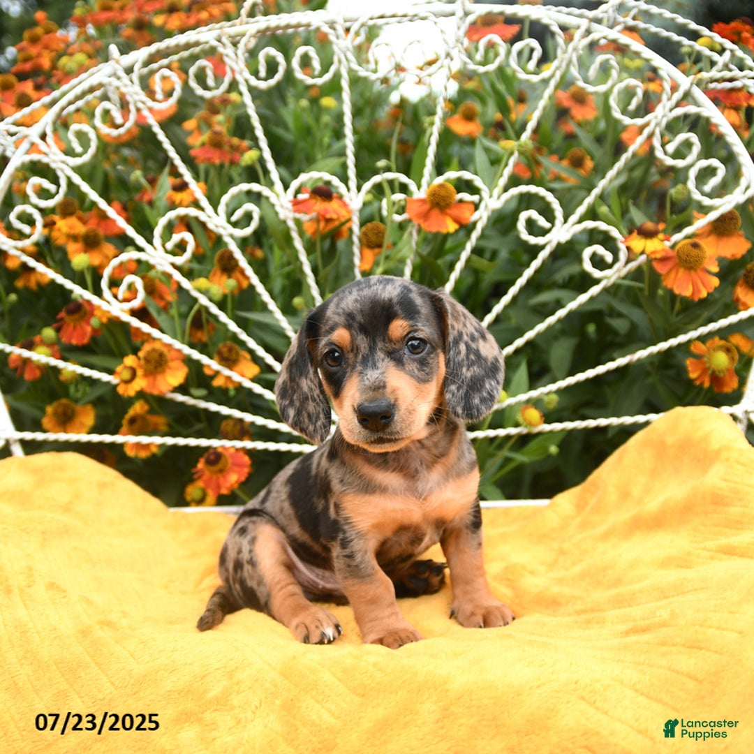 Miniature Dachshund dogs for sale: Wynn - Image 4