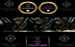 Miniature Poodle dogs for sale: Zues - Image 2