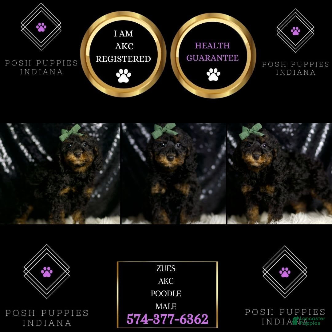 Miniature Poodle dogs for sale: Zues - Image 2