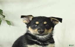 Gerberian Shepsky dogs for sale: Meadow - Image 1