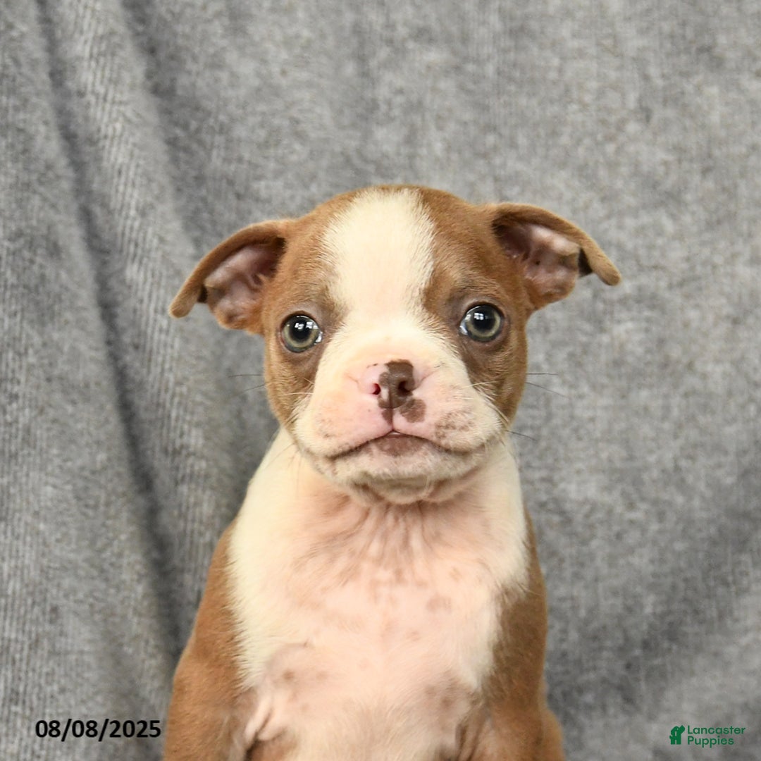 Boston Terrier dogs for sale: Loki - Image 5