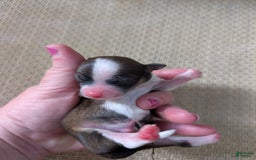Chihuahua dogs for sale: Zander - Image 1