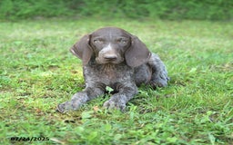 German Shorthaired Pointer dogs for sale: Rascal - Image 2