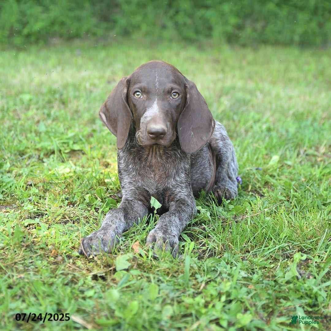 German Shorthaired Pointer dogs for sale: Rascal - Image 2