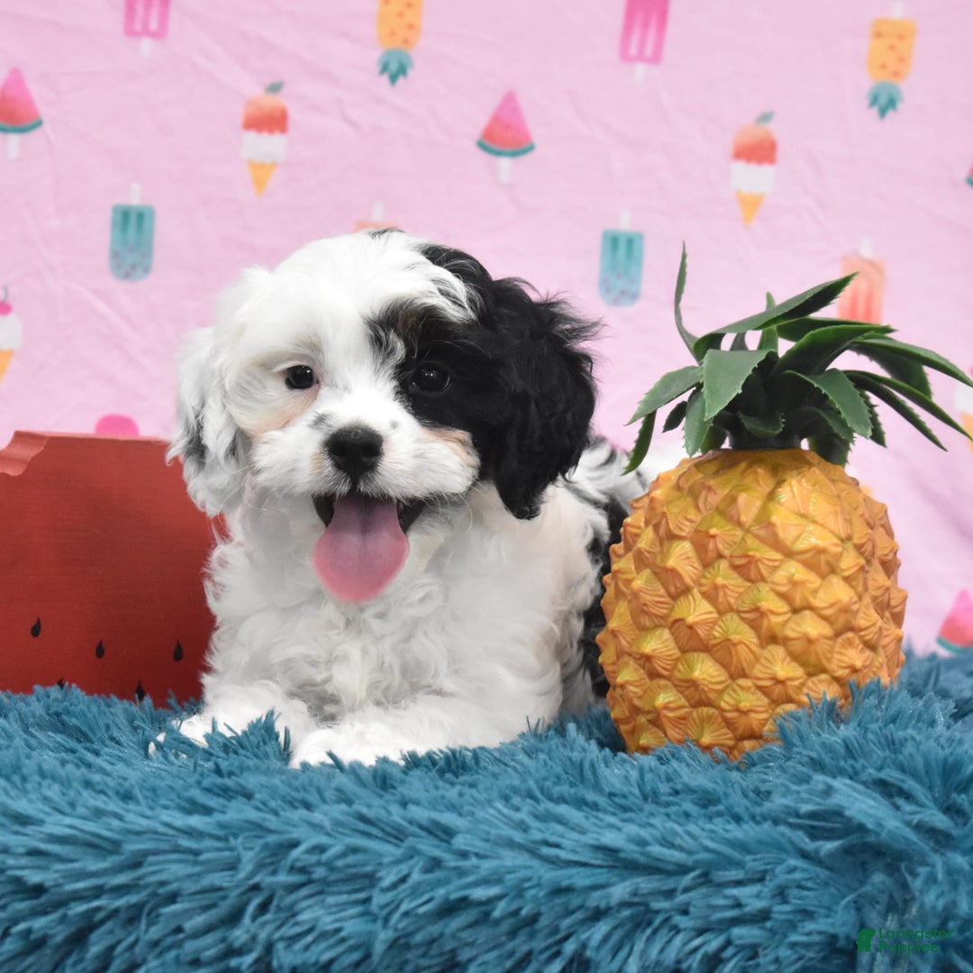 Cavapoo dogs for sale: Wren - Image 3