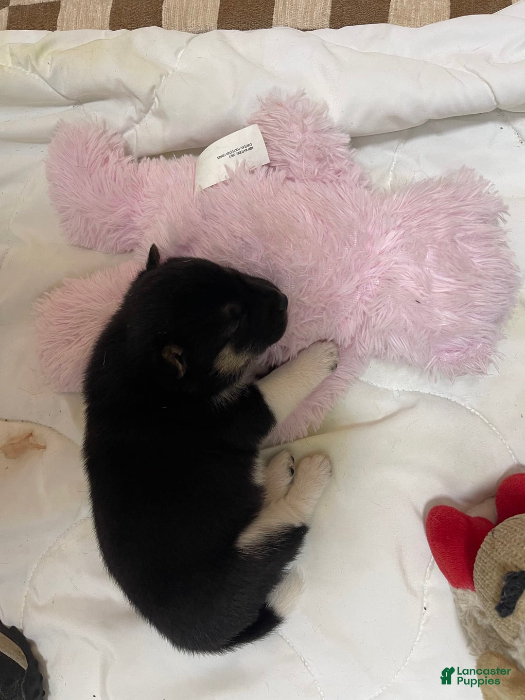 Shiba Inu dogs for sale: Coco Bean - Image 2