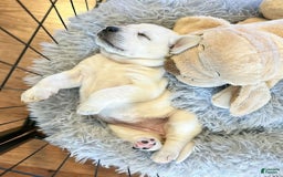 Labrador Retriever dogs for sale: Olivia - Image 6