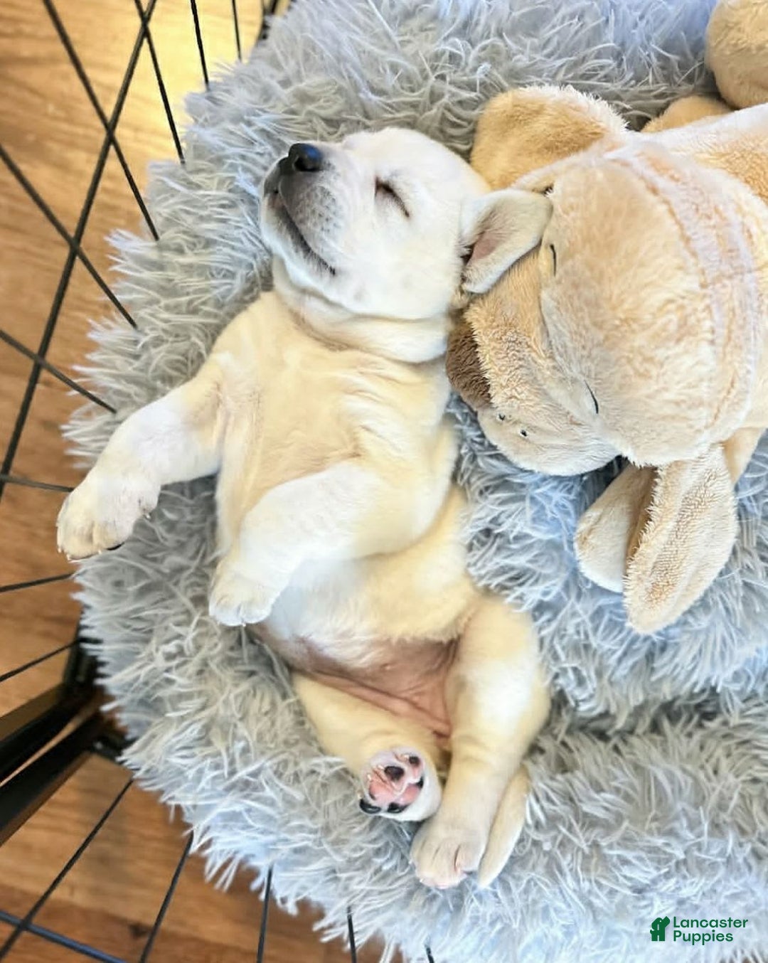 Labrador Retriever dogs for sale: Olivia - Image 6