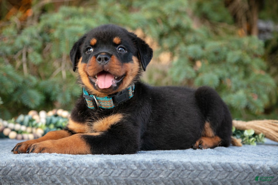 Rottweiler dogs for sale: Kiki - Image 2