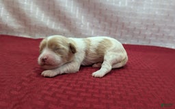 Cockapoo dogs for sale: Betsy - Image 10