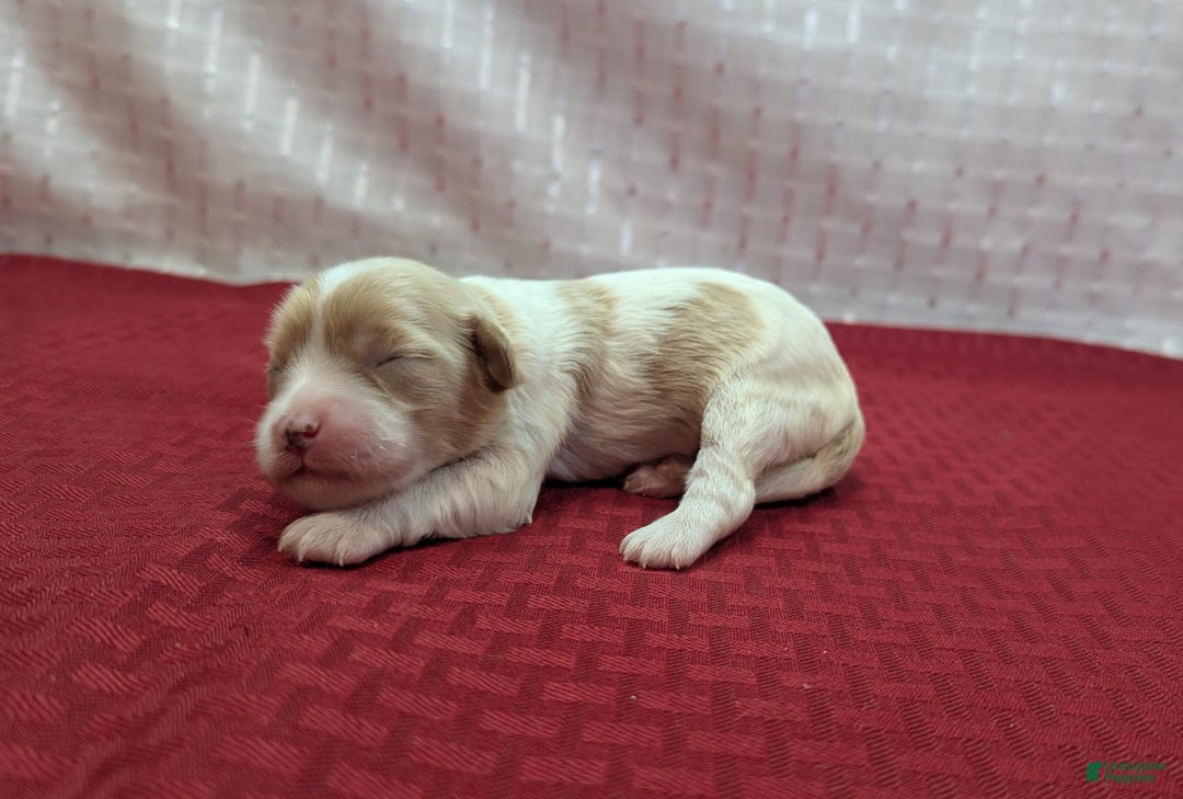 Cockapoo dogs for sale: Betsy - Image 10