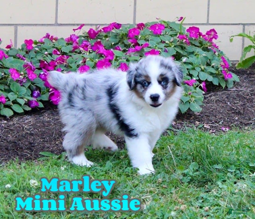 Miniature Australian Shepherd dogs for sale: Marley - Image 1