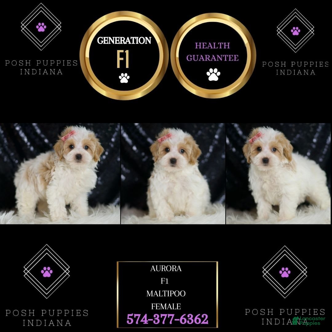Maltipoo dogs for sale: Aurora - Image 5