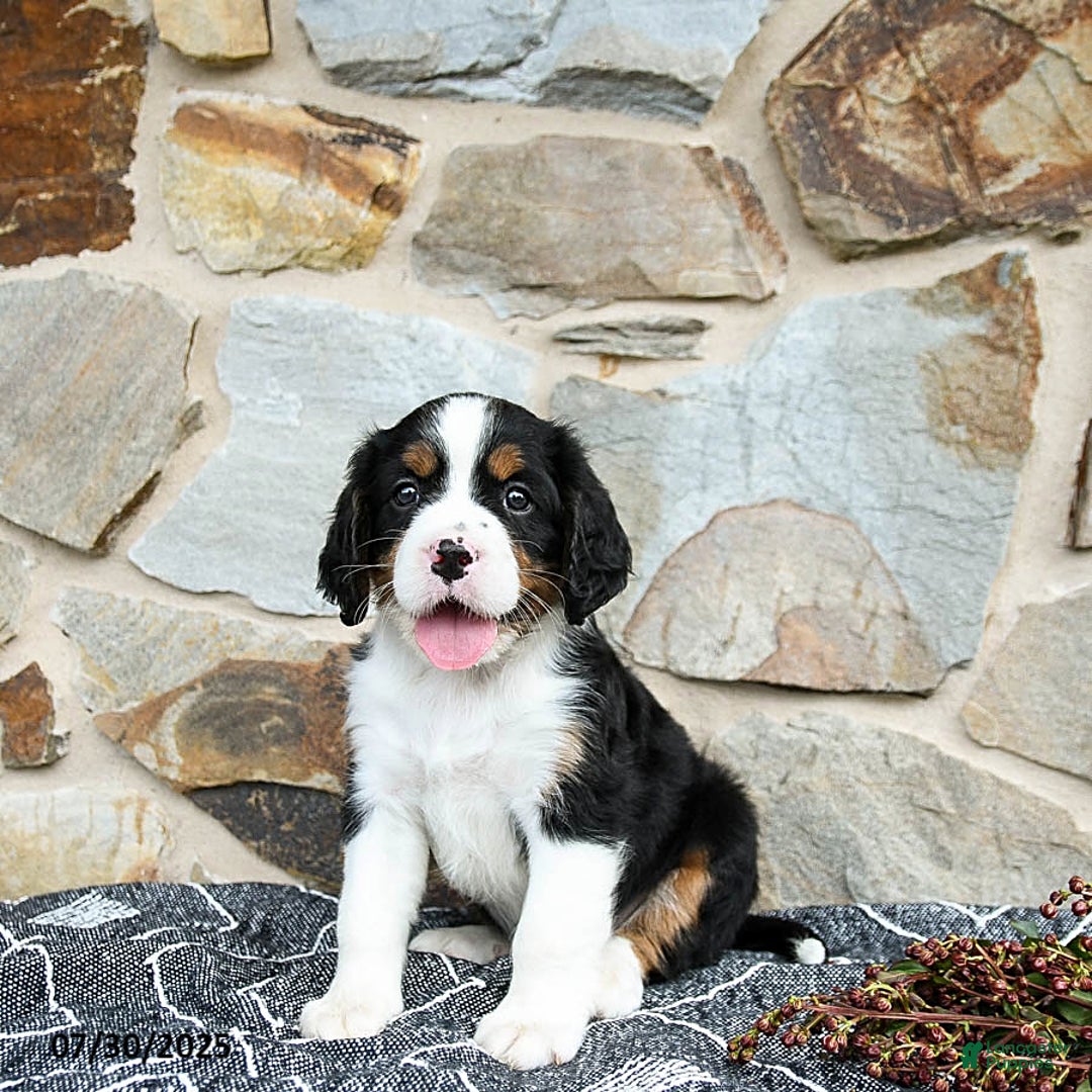 Miniature Bernese Mountain Dog dogs for sale: Oak - Image 4