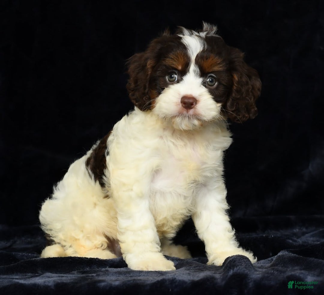 Cavapoo dogs for sale: Julia - Image 3