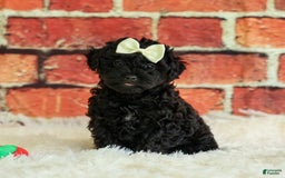 Yorkiepoo dogs for sale: Rex - Image 3