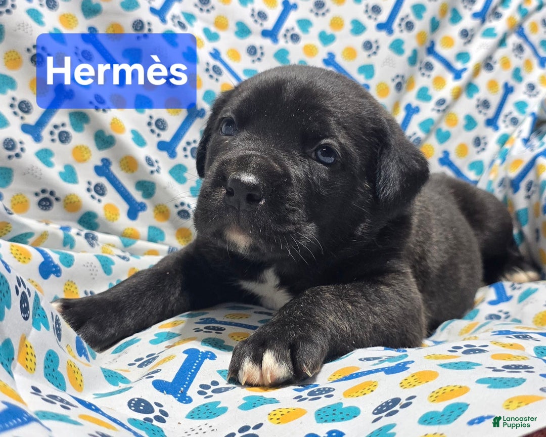 Cane Corso dogs for sale: Hermes - Image 5