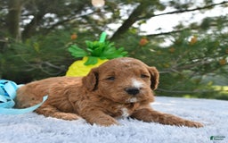 Mini Goldendoodle dogs for sale: Edger - Image 9