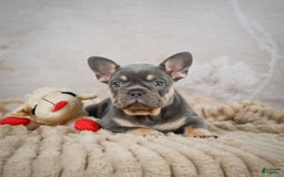 French Bulldog dogs for sale: Ivy - Image 2