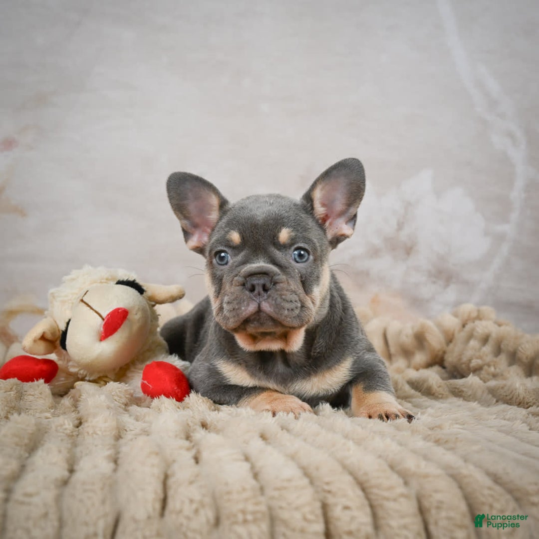 French Bulldog dogs for sale: Ivy - Image 2
