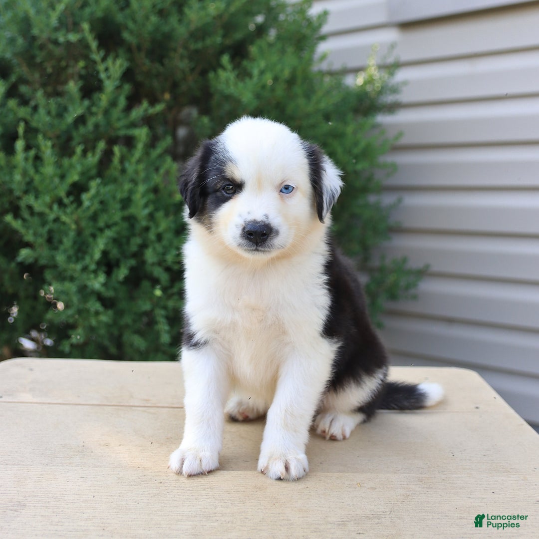 Miniature Australian Shepherd dogs for sale: Enzo - Image 3
