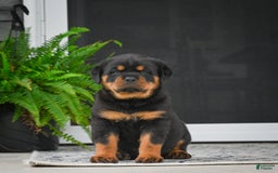 Rottweiler dogs for sale: Clair Bear - Image 19