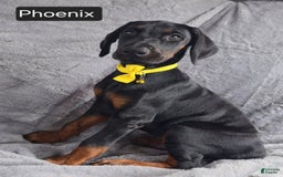 Doberman Pinscher dogs for sale: Phoenix - Image 1
