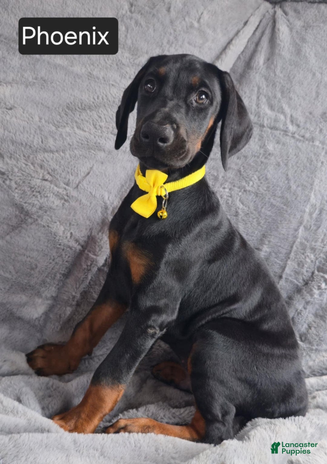 Doberman Pinscher dogs for sale: Phoenix - Image 1