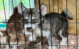 Siberian Husky dogs for sale: Shana - Image 5