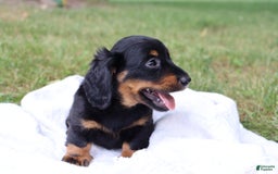 Miniature Dachshund dogs for sale: Miniature Dachshund 3 puppies - Image 1