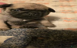 Pug dogs for sale: Dwight - Image 15
