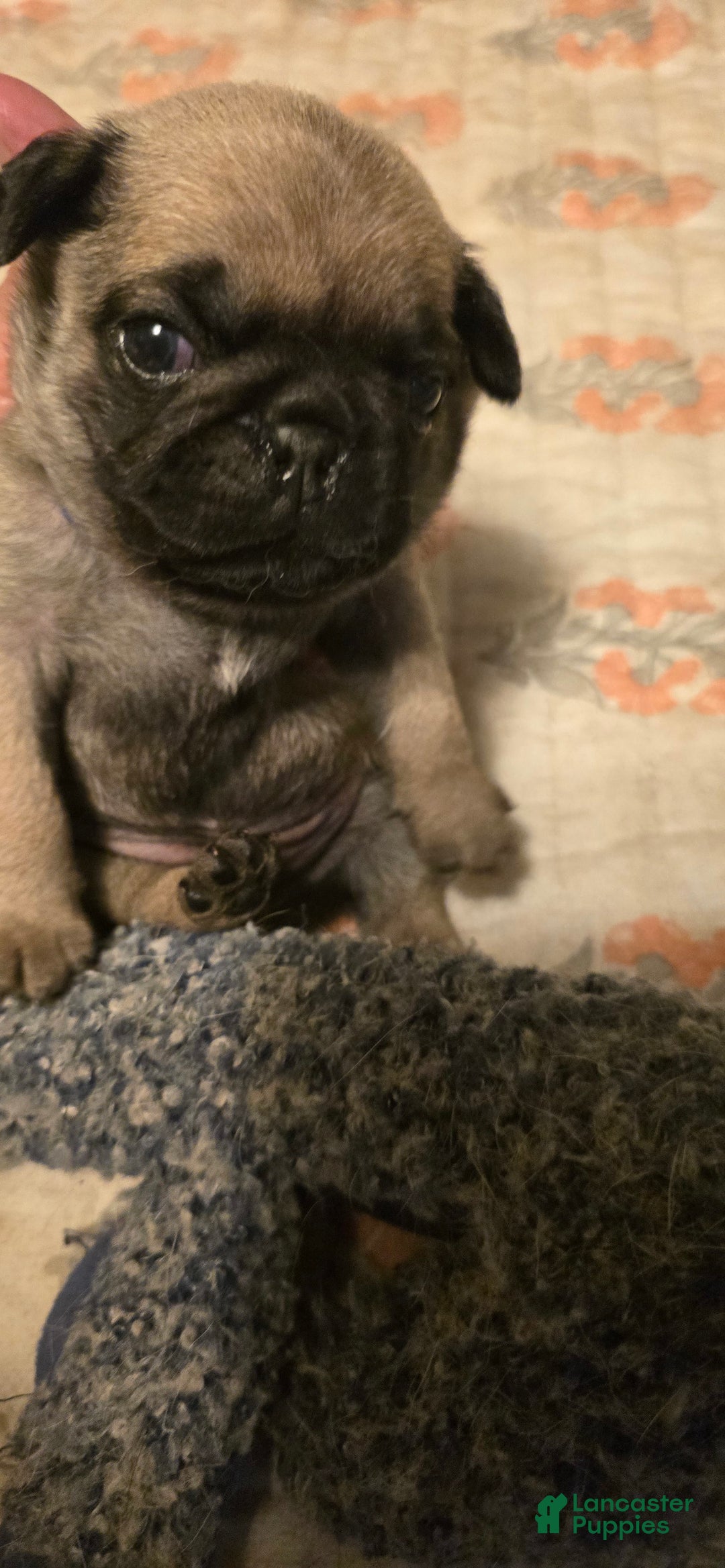 Pug dogs for sale: Dwight - Image 15