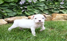 Boxer dogs for sale: Domino - Image 5