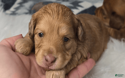 Miniature Dachshund dogs for sale: August - Image 1