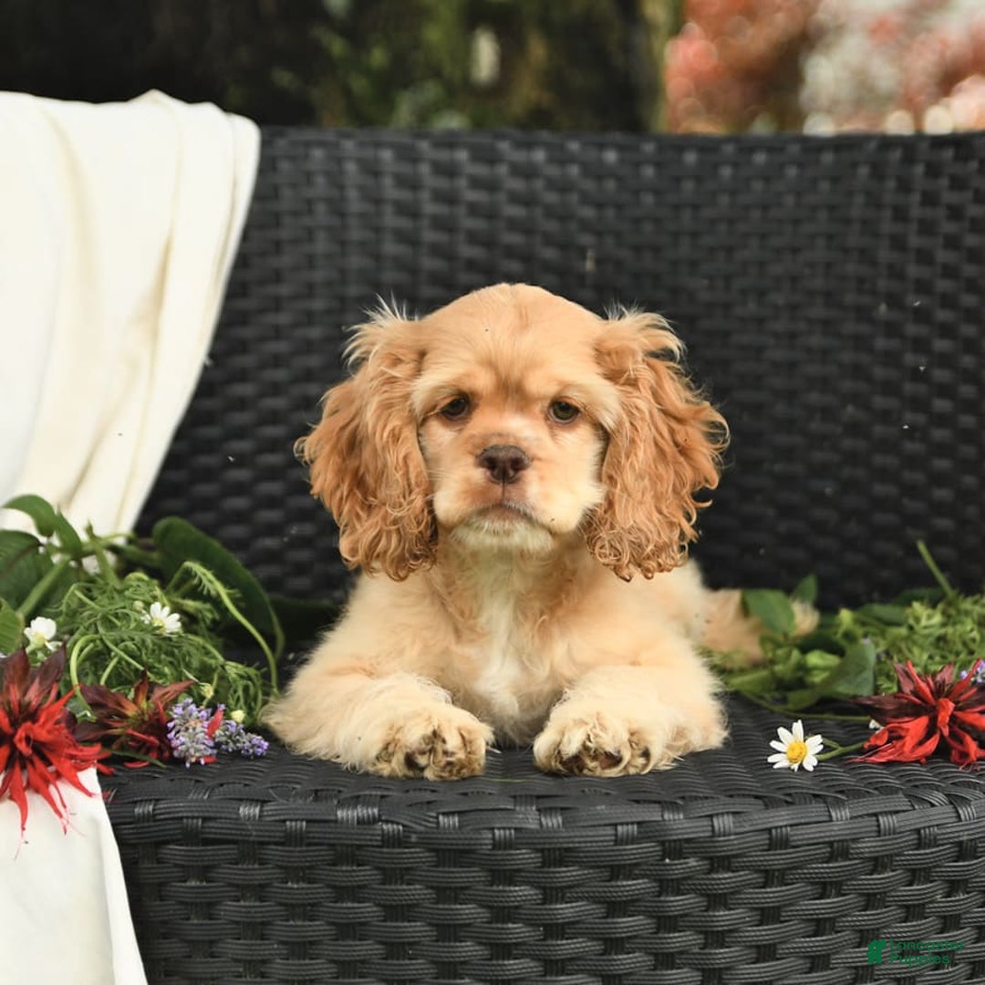 Cocker Spaniel dogs for sale: Kayla - Image 11