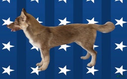 Siberian Husky dogs for sale: Demeter - Image 1