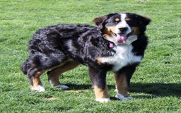 Bernedoodle dogs for sale: Charlie - Image 7