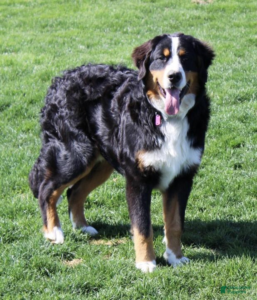 Bernedoodle dogs for sale: Charlie - Image 7
