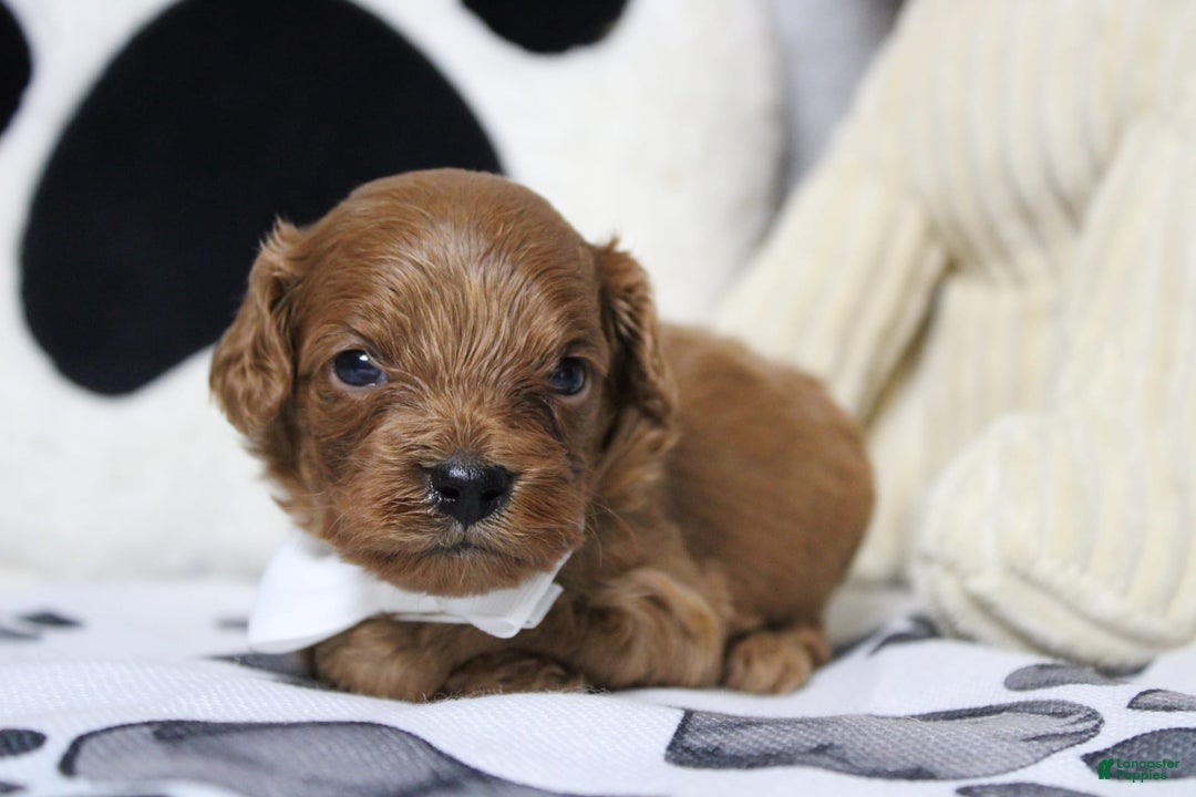 Cavapoo dogs for sale: Phoenix - Image 64